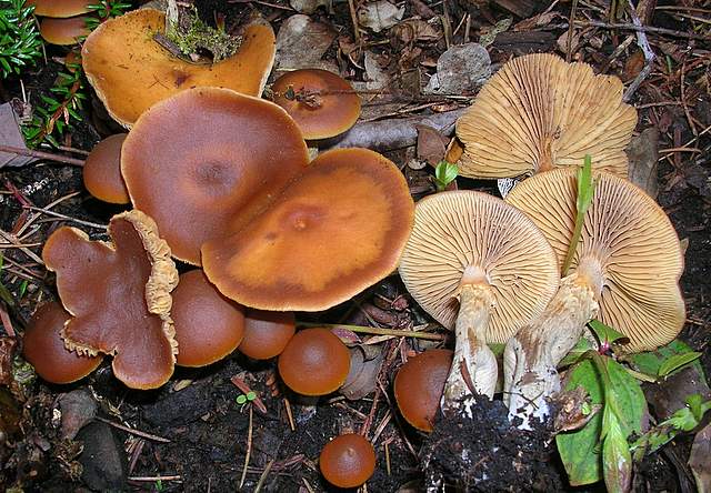 Una Galerina al giardino botanico